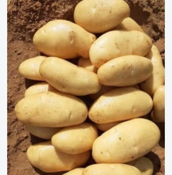 بطاط